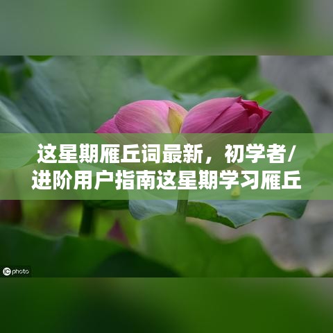 初学者与进阶用户指南，这星期学习雁丘词的详细步骤与最新指南