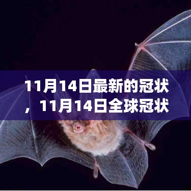 全球冠状病毒最新进展，关键更新与案例分析（截至11月14日）