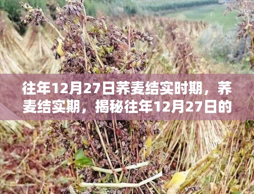 揭秘荞麦结实期，往年12月27日的奥秘探索