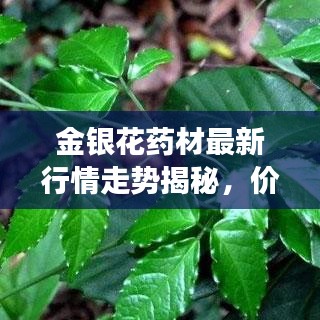 金银花药材最新行情走势揭秘，价格动态与市场趋势分析