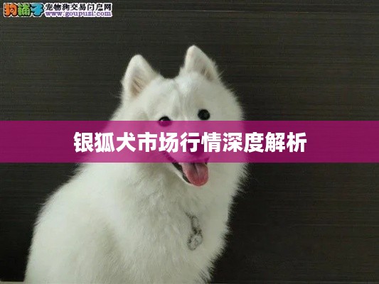 银狐犬市场行情深度解析