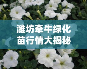 潍坊牵牛绿化苗行情大揭秘，最新价格分析与趋势预测