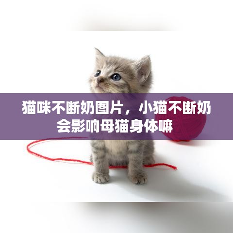 猫咪不断奶图片，小猫不断奶会影响母猫身体嘛 